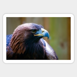 Golden Eagle Sticker